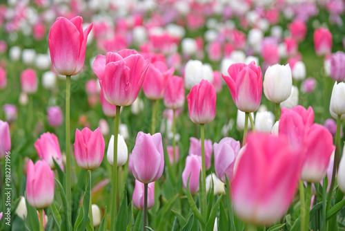 Pink tulipa, tulip ‘Dynasty’, white tulip ‘royal virgin’, and purple tulip ‘mistress’ in flower.