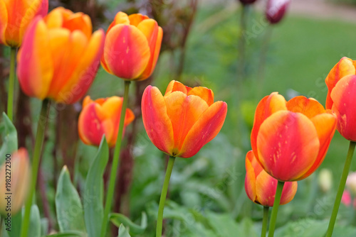 Fotografie Orange and red tulipa, tulip ‘Apeldoorn’s Elite’ in flower.