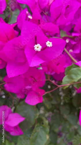 pink flower in the garden. Peaceful background