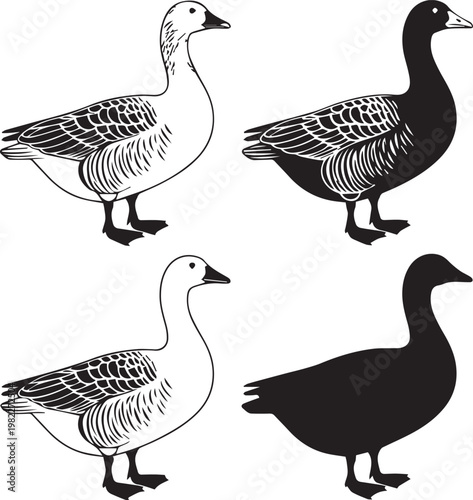 Illustrations of four different types of geese in black and white line art