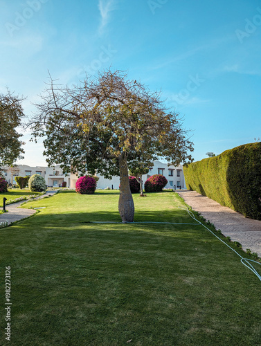 Green lawn with blooming bushes