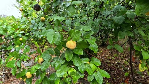 Yellow fruits of quince (Cydonia oblonga) after rainfall against a background of green leaves