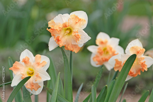 Konstfotografi Cream and orange frilled Narcissus ‘sunny girlfriend’ daffodil in flower