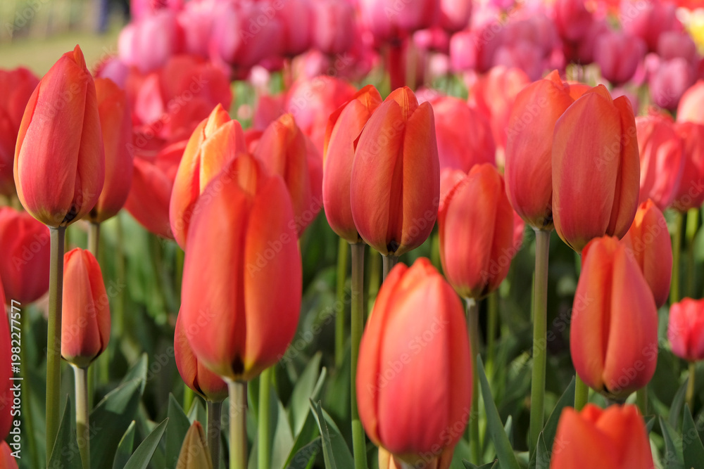 Obraz premium Orange tulipa, tulip ‘Orange Balloon’ in flower.