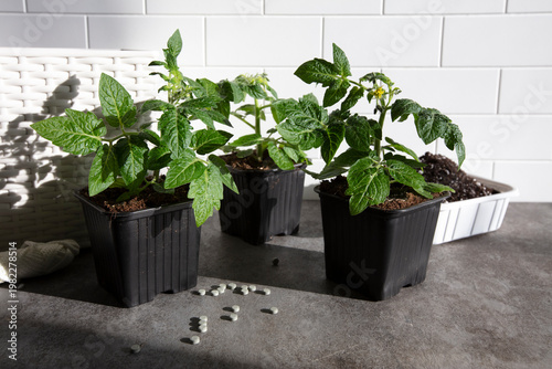 Tomato Seedlings in Plastic Mini Containers. Home Gardening Concept. Handmade Photo, Selective Focus, Harsh Sunlight, Non AI
