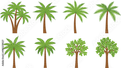 Collection of tropical palm trees and green leafy trees, nature landscape elements, summer vegetation set, detailed botanical vector illustration