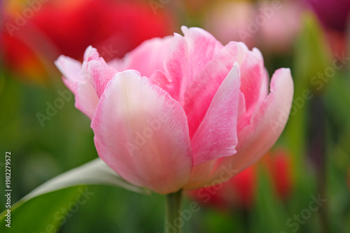 Pink and white double peony tulipa, tulip ‘Foxtrot’ , red tulip ‘Escape’ and purple tulip ‘negrita’ in flower.