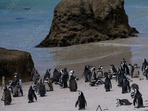 Colony of critically endangered African, Cape or South African penguins -Spheniscus demersus -  drying or warm on the beach at Boulders Beach Cape Town.  Also known as Black-footed or Jackass penguins