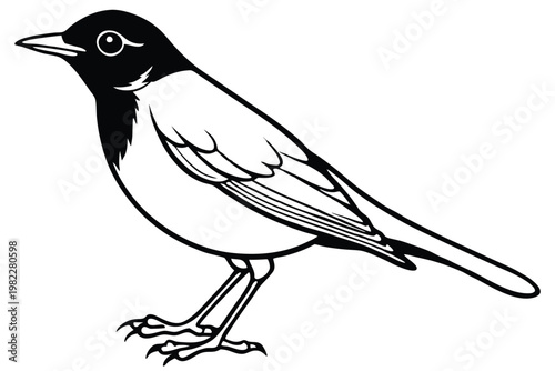 american robin silhouette line art vector illustration with a white background
