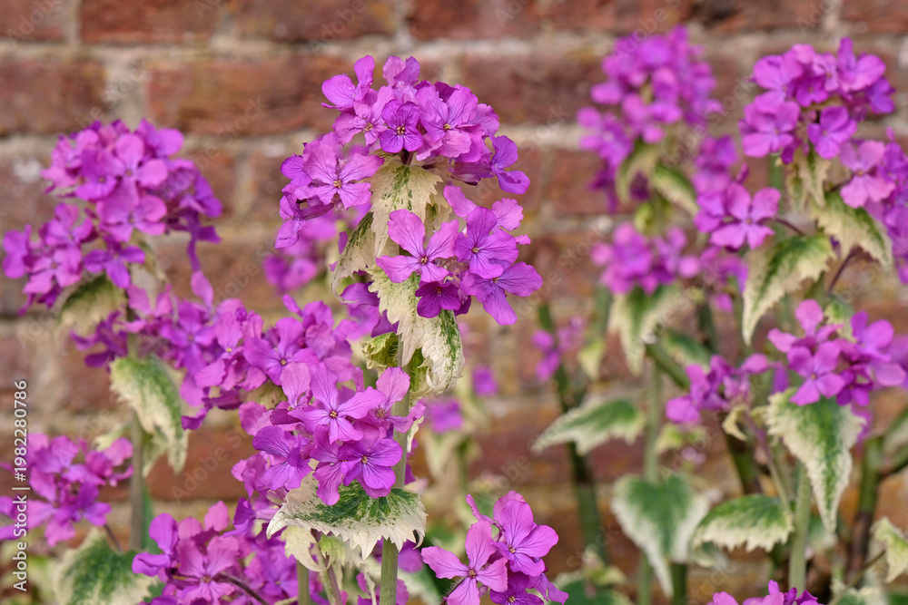 Obraz premium Purple Lunaria annua ‘variegata’ variegated honesty, in flower.