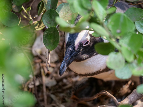 Close-up and side profile of the critically endangered African, Cape or South African penguin Spheniscus demersus at Boulders Beach, Cape Town. Also known as Black-footed or Jackass penguins.