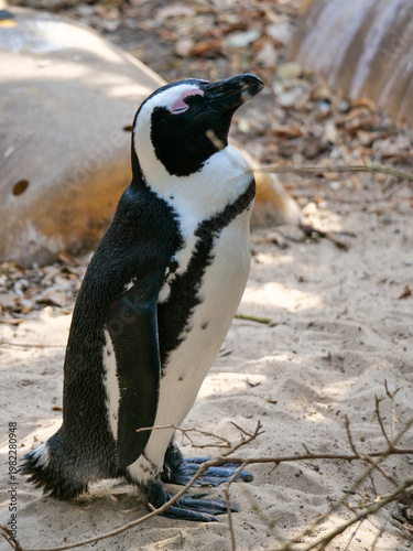 Colony of critically endangered African, Cape or South African penguins -Spheniscus demersus -  drying or warm on the beach at Boulders Beach Cape Town.  Also known as Black-footed or Jackass penguins