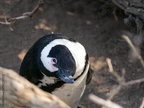 Close-up and side profile of the critically endangered African, Cape or South African penguin Spheniscus demersus at Boulders Beach, Cape Town. Also known as Black-footed or Jackass penguins.