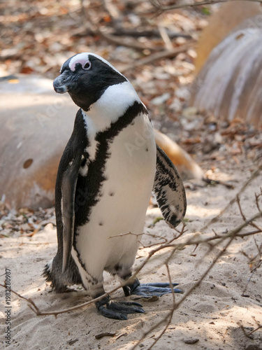 Colony of critically endangered African, Cape or South African penguins -Spheniscus demersus -  drying or warm on the beach at Boulders Beach Cape Town.  Also known as Black-footed or Jackass penguins