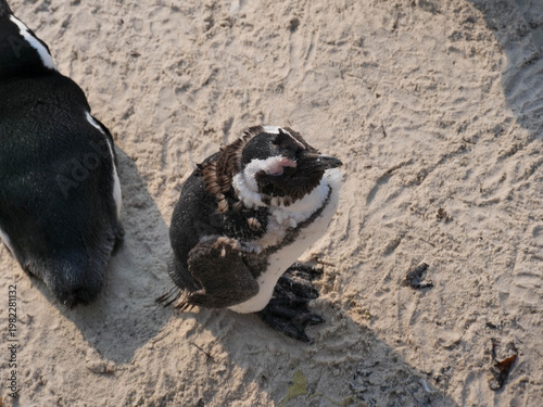 Colony of critically endangered African, Cape or South African penguin -Spheniscus demersus -  drying or warm on the beach at Boulders Beach Cape Town.  Also known as Black-footed or Jackass penguins