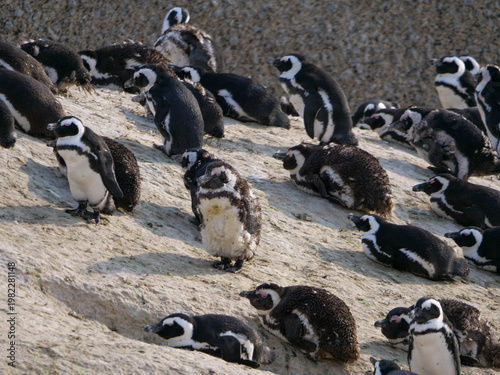 Colony of critically endangered African, Cape or South African penguins -Spheniscus demersus -  drying or warm on the beach at Boulders Beach Cape Town.  Also known as Black-footed or Jackass penguins