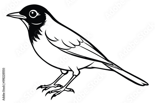 american robin silhouette line art vector illustration with a white background