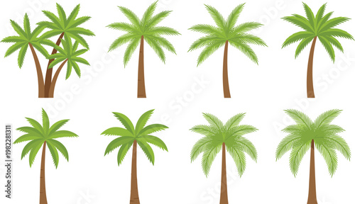 Collection of tropical palm trees, green summer vegetation set, exotic island plants, detailed nature landscape vector illustration