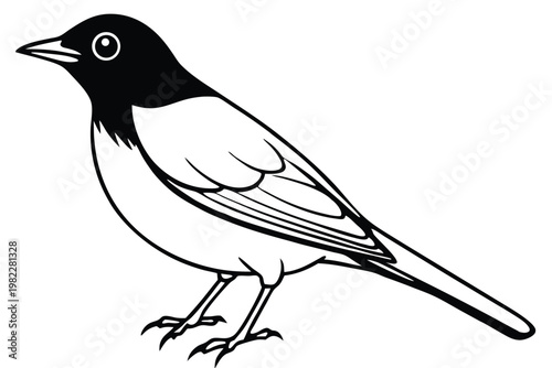 american robin silhouette line art vector illustration with a white background