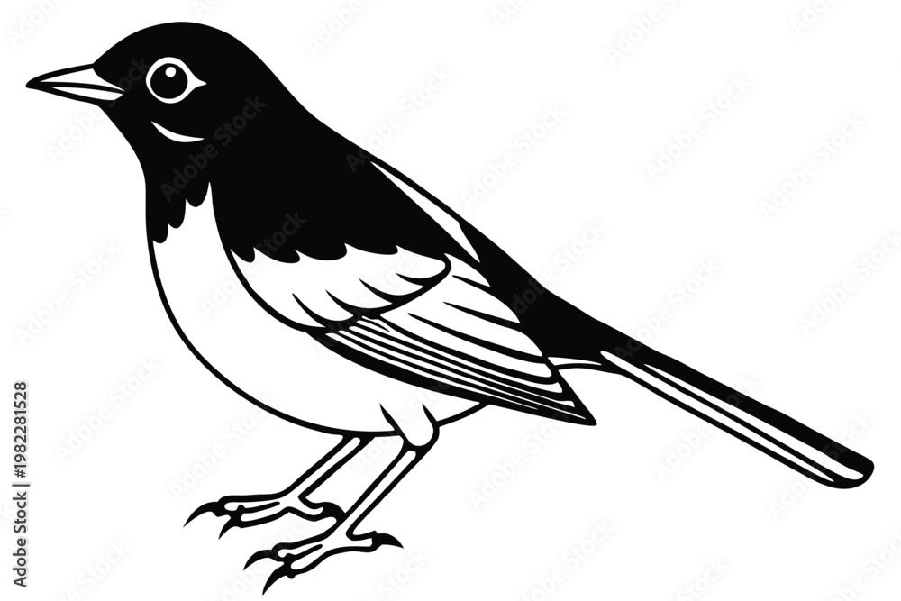 Obraz premium american robin silhouette line art vector illustration with a white background