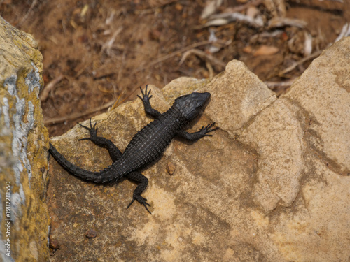 Top view of black zonure, black girdled lizard - Cordylus niger, lizard, basking in the sun, Cape Point, part of Table Mountain National Park, Cape Town, South Africa
