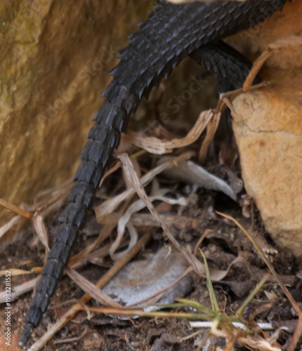Tall of black zonure, black girdled lizard - TaiCordylus niger, lizard, basking in the sun, Cape Point, part of Table Mountain National Park, Cape Town, South Africa