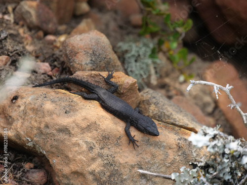 Top view of black zonure, black girdled lizard - Cordylus niger, lizard, basking in the sun, Cape Point, part of Table Mountain National Park, Cape Town, South Africa