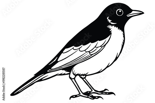 american robin silhouette line art vector illustration with a white background
