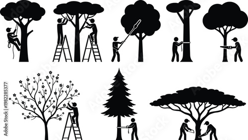 Professional arborists and gardeners silhouettes trimming pruning and cutting trees using ladders and saws for landscaping maintenance and forestry work