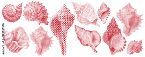 Pink Seashell Collection Vector Illustration, Tropical Ocean Shells Set, Minimalist Marine Life Elements on White Background