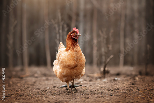 incredible detailed portraits of domestic chickens on a blurred background with soft light