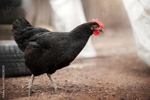 incredible detailed portraits of domestic chickens on a blurred background with soft light