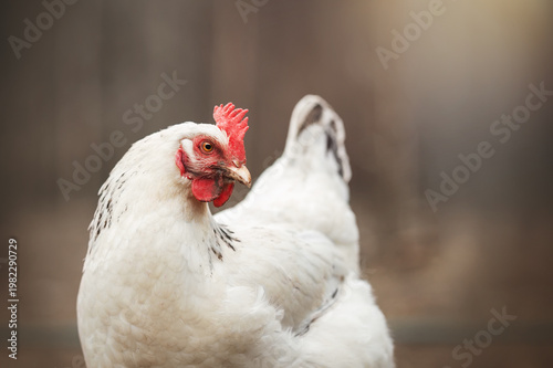 incredible detailed portraits of domestic chickens on a blurred background with soft light