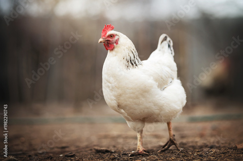 incredible detailed portraits of domestic chickens on a blurred background with soft light