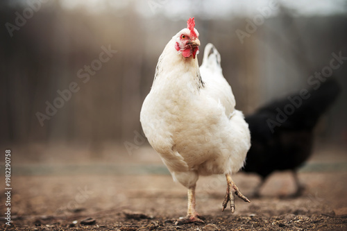 incredible detailed portraits of domestic chickens on a blurred background with soft light