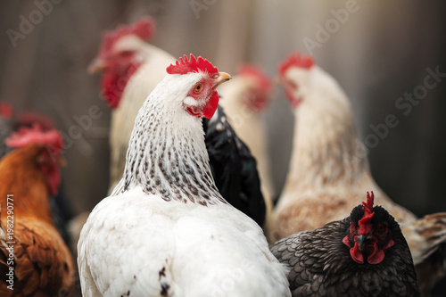 incredible detailed portraits of domestic chickens on a blurred background with soft light