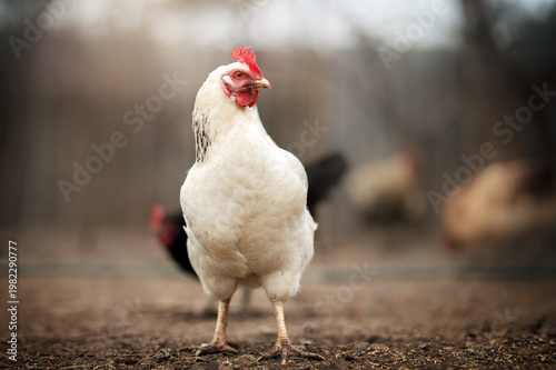 incredible detailed portraits of domestic chickens on a blurred background with soft light