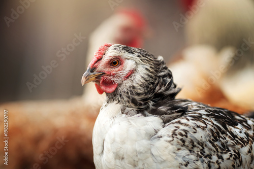 incredible detailed portraits of domestic chickens on a blurred background with soft light