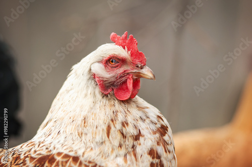 incredible detailed portraits of domestic chickens on a blurred background with soft light