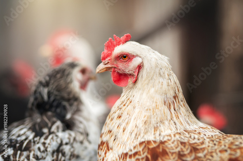 incredible detailed portraits of domestic chickens on a blurred background with soft light