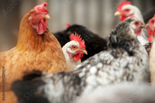 incredible detailed portraits of domestic chickens on a blurred background with soft light
