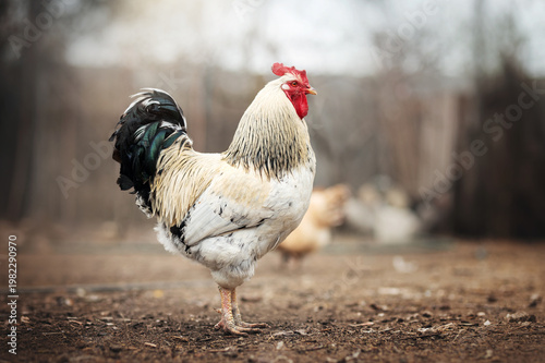 incredible detailed portraits of domestic chickens on a blurred background with soft light