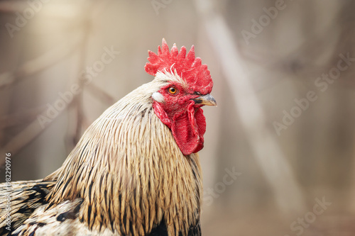 incredible detailed portraits of domestic chickens on a blurred background with soft light