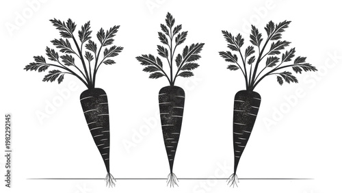 Hand drawn carrot vegetables with green leaves set of three isolated roots on transparent.