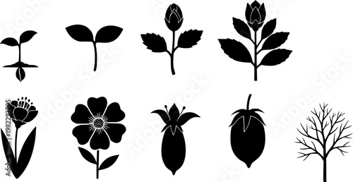 Flat vector illustration set of black silhouette icons showing various stages of plant growth, from tiny seedling to, isolated on white background
