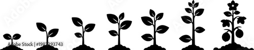 Flat vector illustration set of black silhouette icons showing various stages of plant growth, from tiny seedling to, isolated on white background
