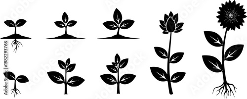 Flat vector illustration set of black silhouette icons showing various stages of plant growth, from tiny seedling to, isolated on white background
