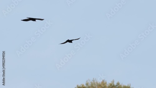 Pareja de Chovas Piquirrojas Volando en el Barranc del Cint de Alcoy, España