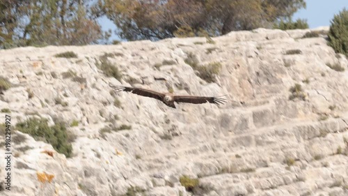 Buitre Leonado Planeando Frente a los Acantilados del Barranc del Cint, España
