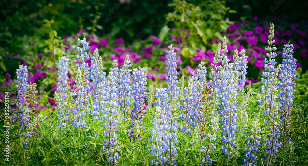 Naklejka premium field of lavender